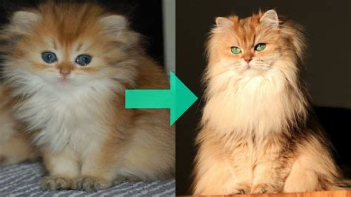Smoothie the Cat