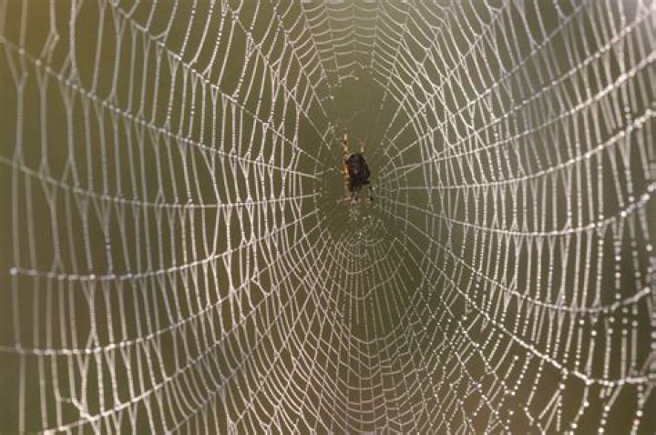 Spider Webb